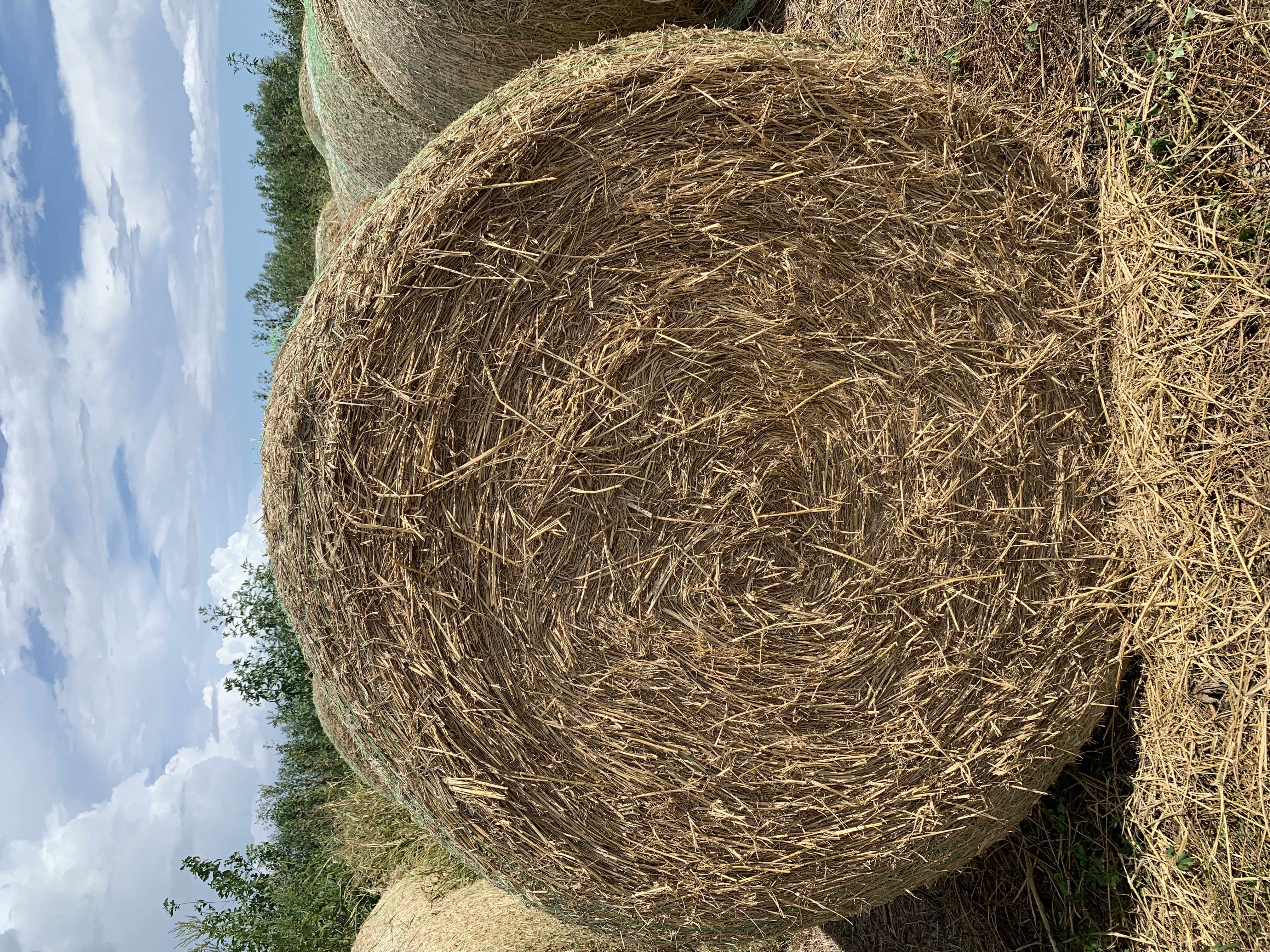 Rice Forage Project.jpg thumbnail